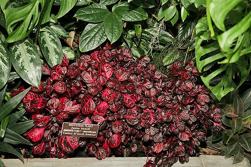 Form with colorful leaves