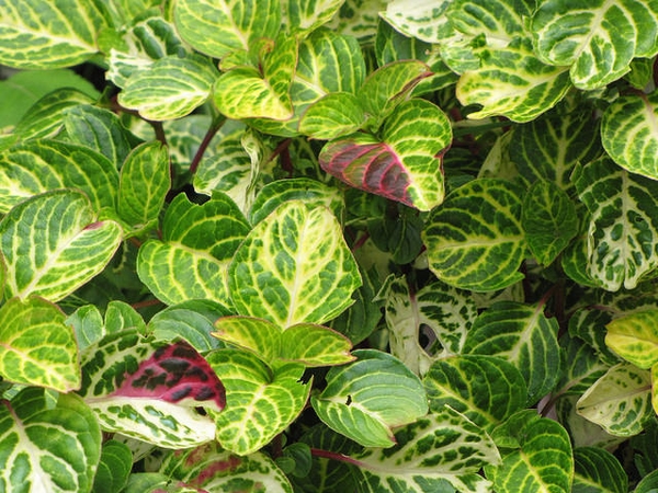 Green leaves with yellow veins