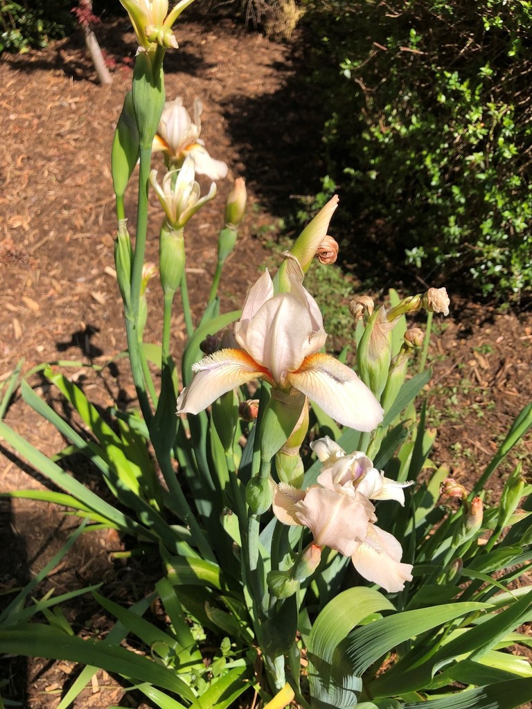 Iris x germanica
