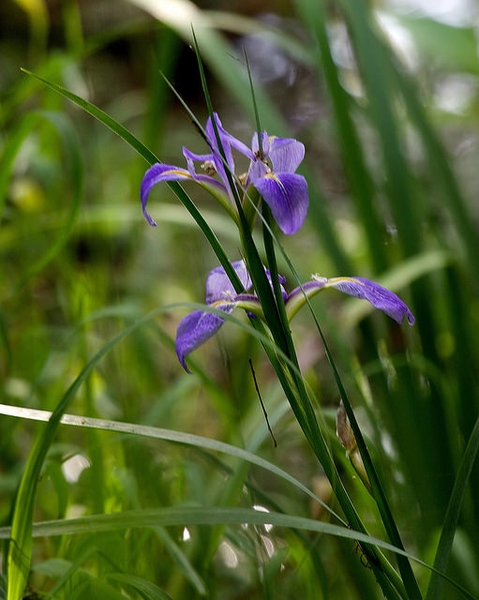 Iris hexagona