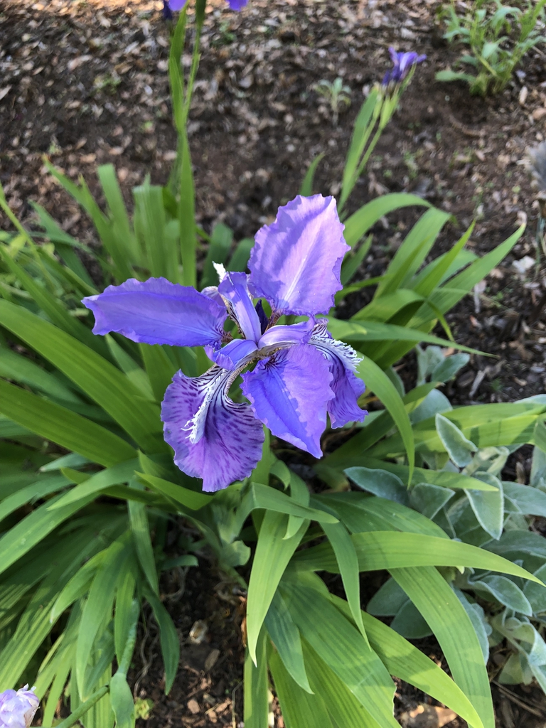 Iris