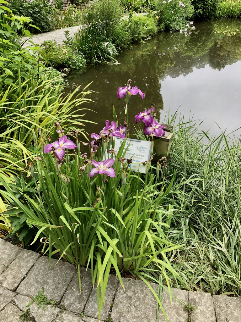 Iris-Ensata-Agippinella, Sunken Garden, Wake County