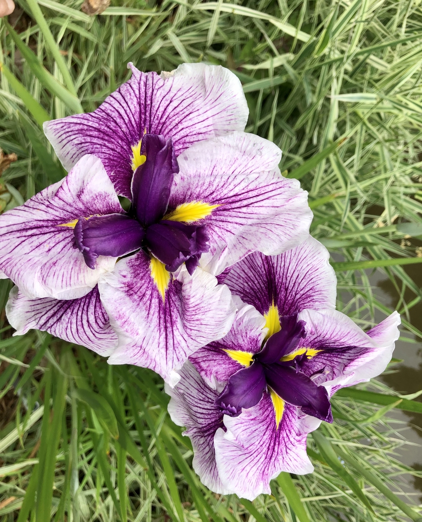 Iris-Ensata-Agippinella - Koi, Sunken Garden, Wake County