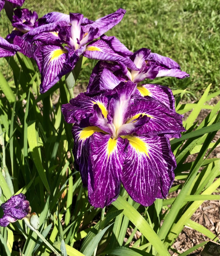 'Taga Sode' Flowers - Wake Co., NC