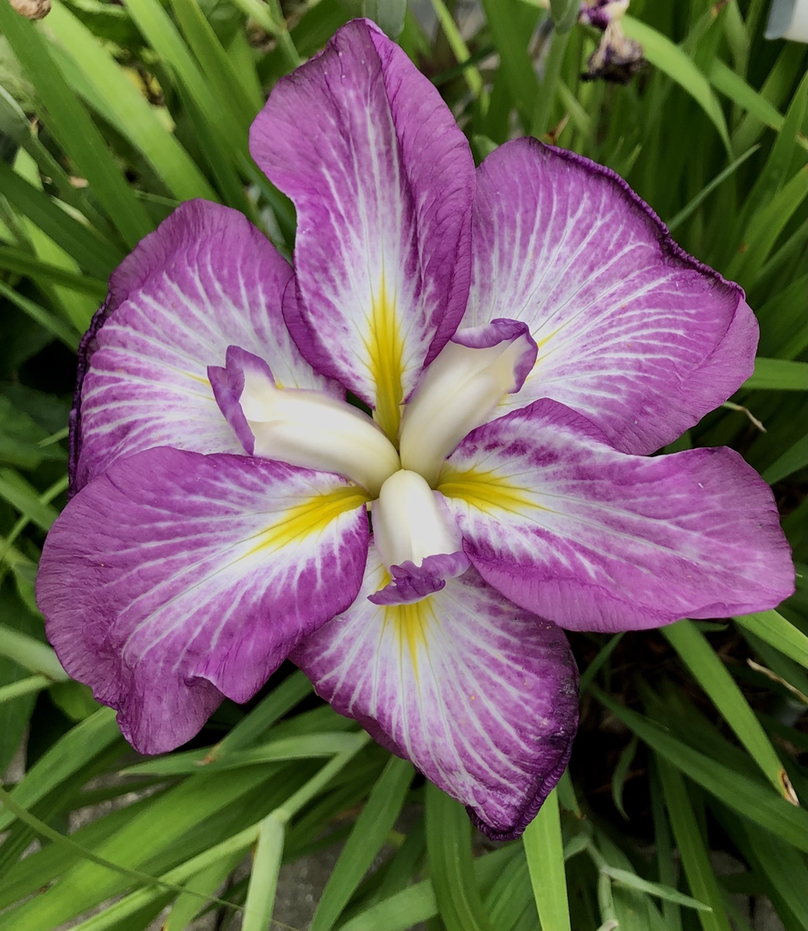 Iris-Ensata-Agippinella Flower, Sunken Garden, Wake County
