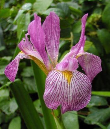 flower, Warren County, NC
