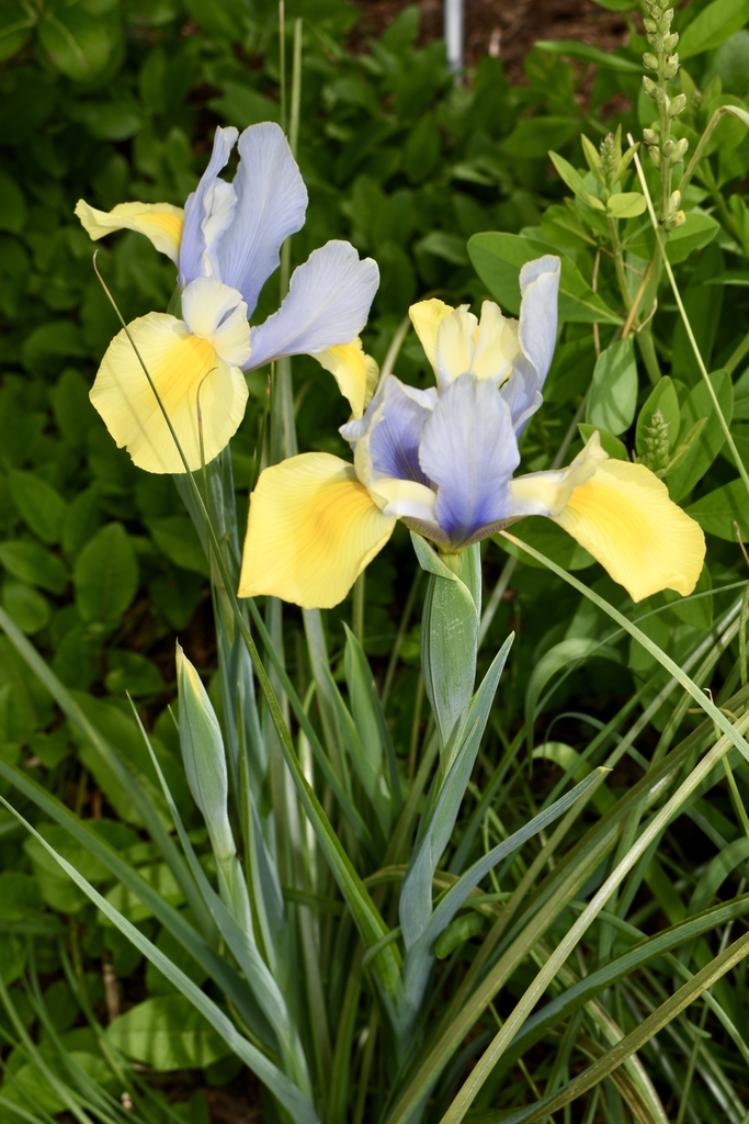 Dutch Iris 'Oriental Beauty' - Mid April - Flower - Wake Co, NC