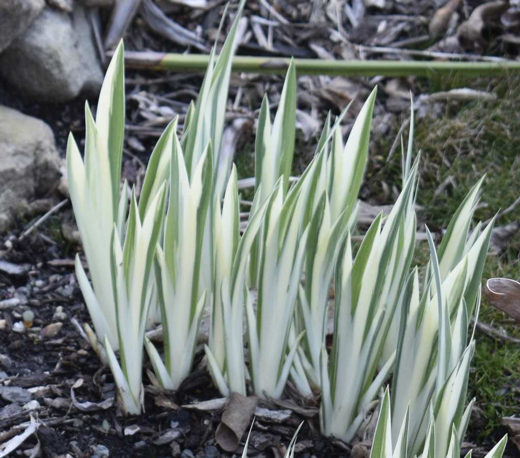 Form