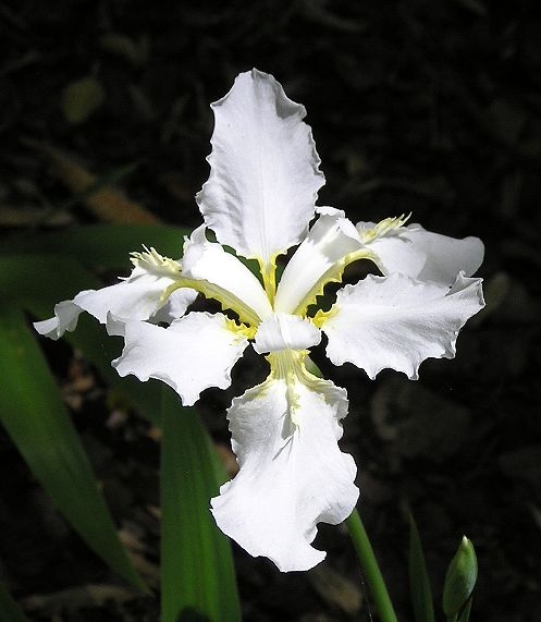 Iris tectorum