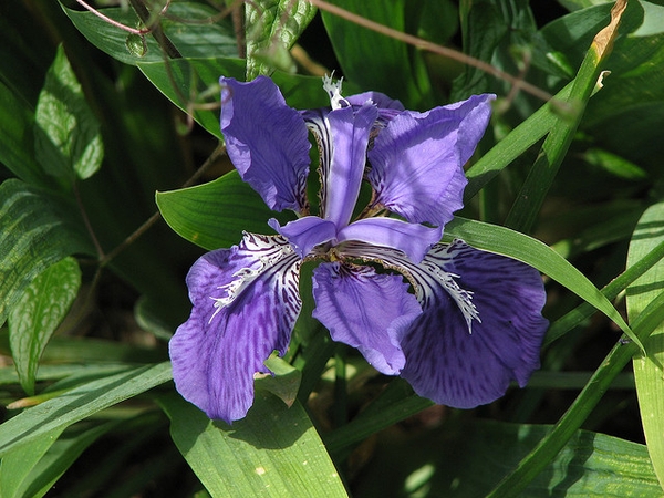 Iris tectorum