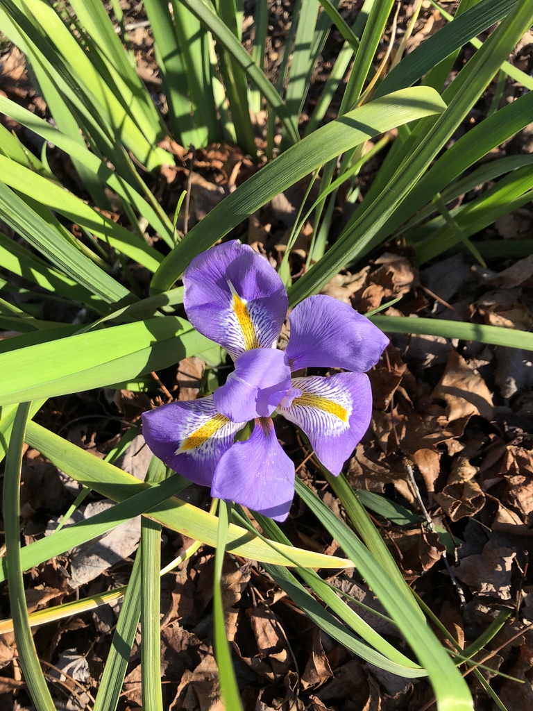 'Logan Calhoun' - Flower - December - Wake Co., NC