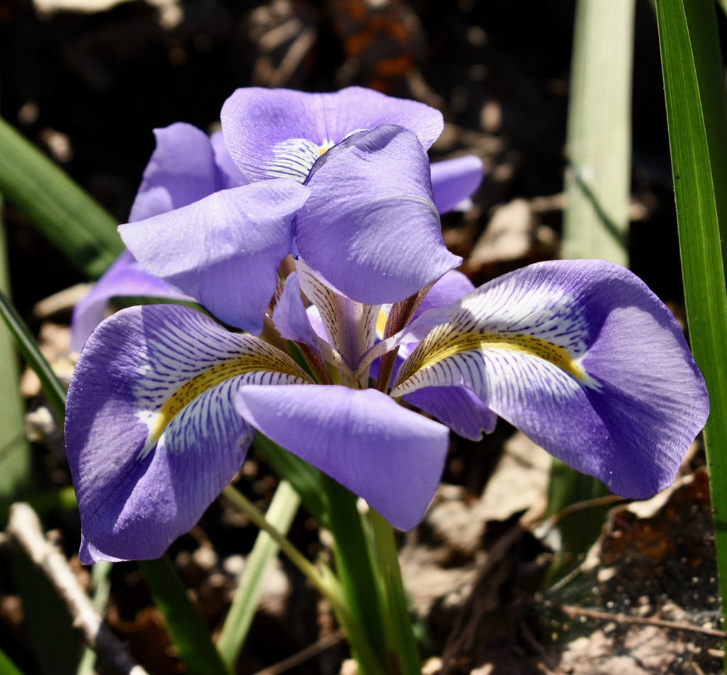 'Logan Calhoun' - Flower Closeup - December - Wake Co., NC
