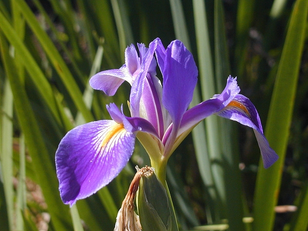 Iris virginica