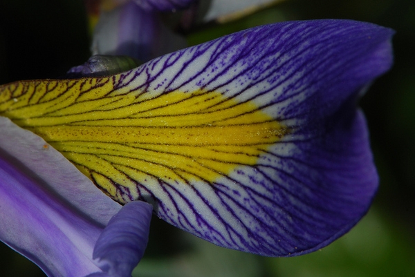 Iris virginica
