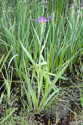 Iris virginica