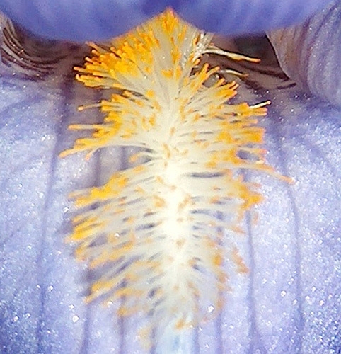 Iris virginica