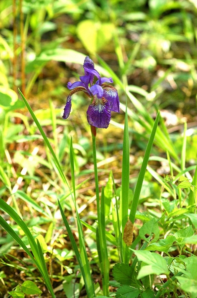 Iris virginica