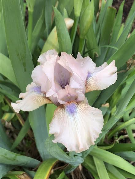 Iris x germanica