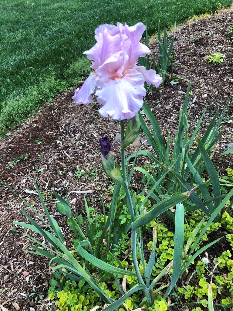 Iris x germanica