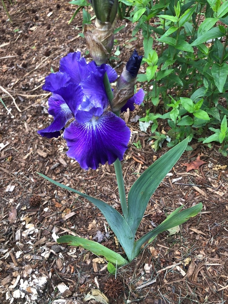 Iris x germanica