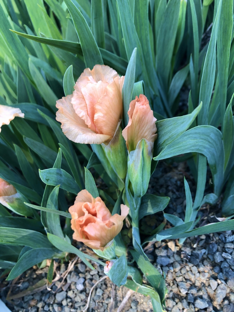 Flower and Leaves