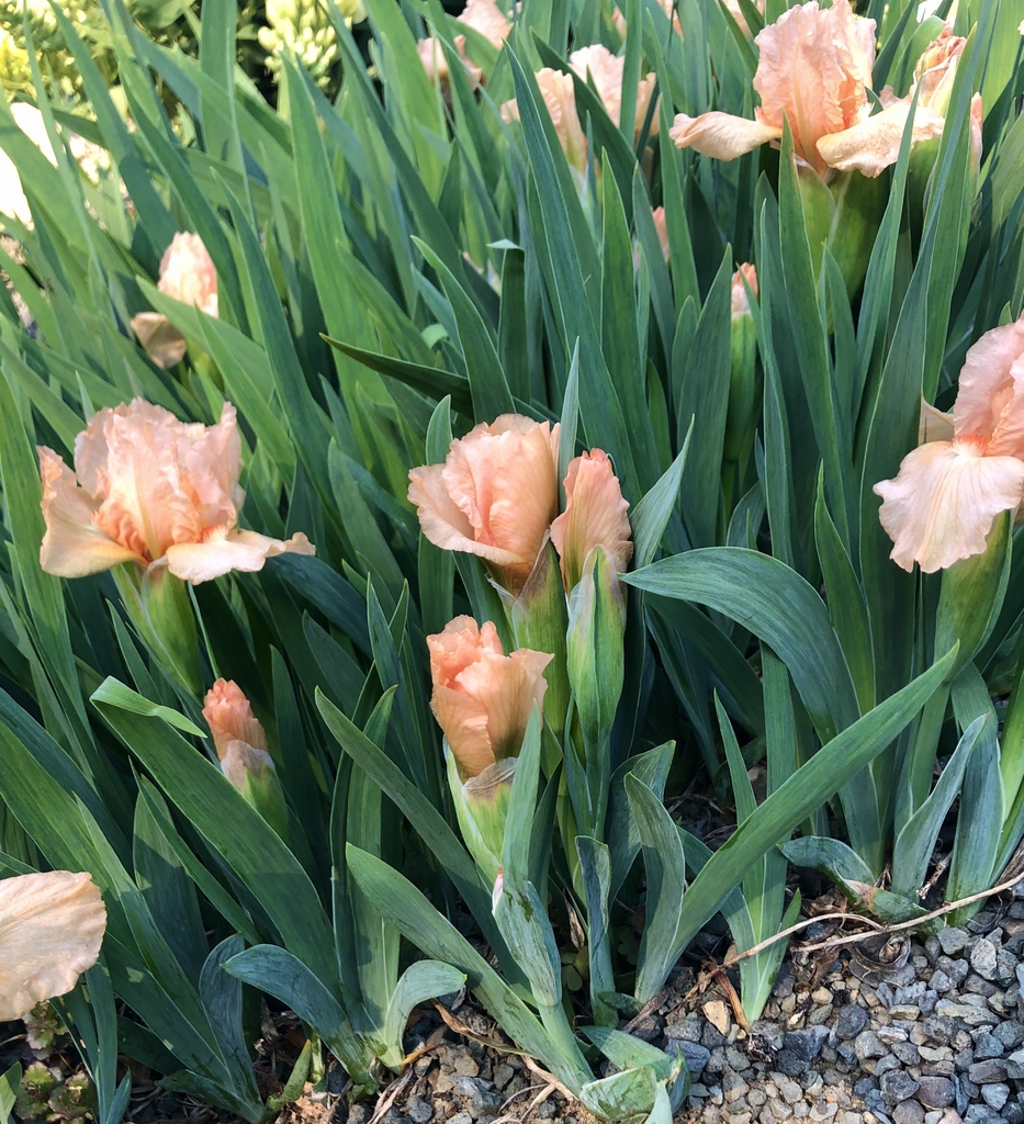 Form