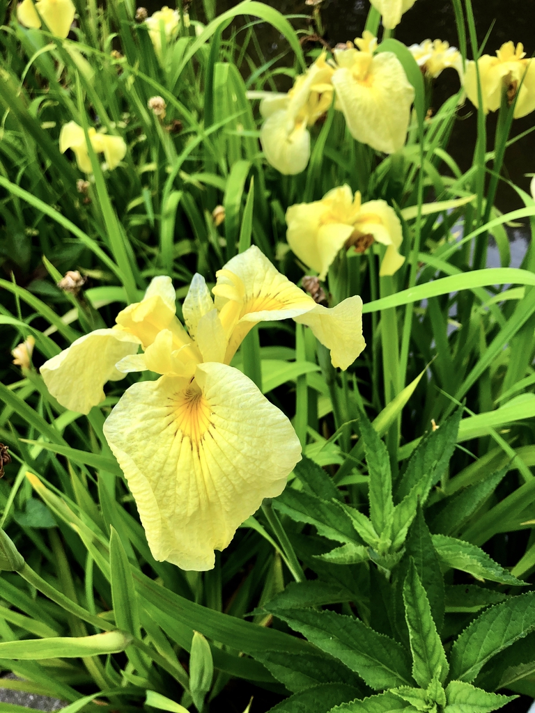 Iris - x - Pseudata - Kimboshi - Sunken Garden, Wake County