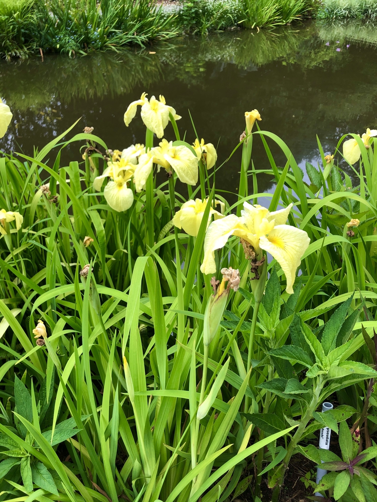 Iris - x - Pseudata - Kinboshi - Sunken Garden , Wake County