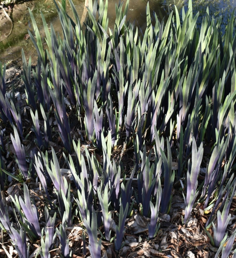 'Iris x robusta Dark Aura' Form - March 29 - Wake Co., NC