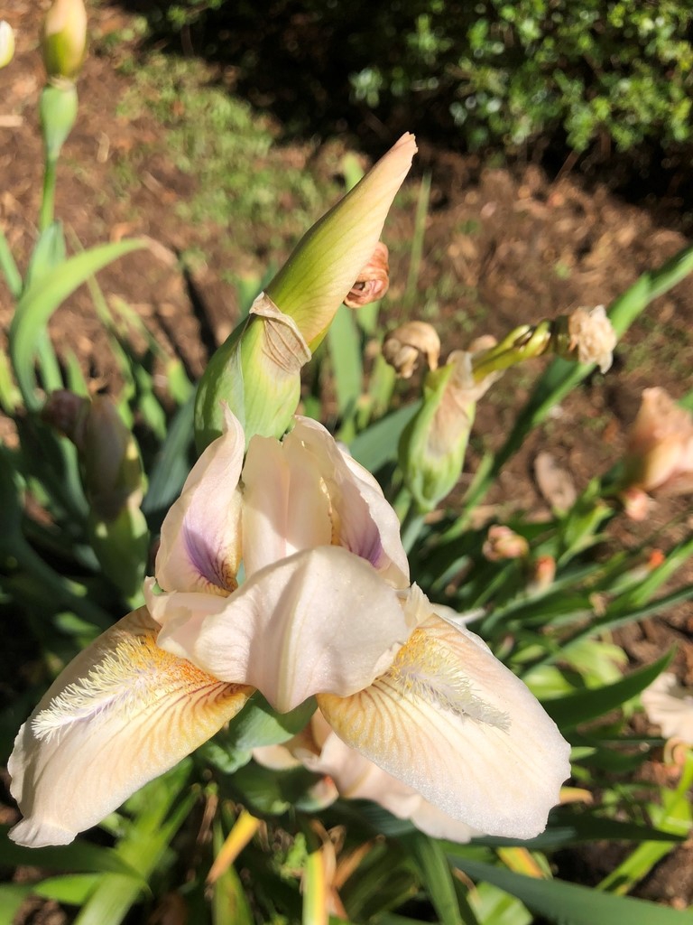 Iris x germanica