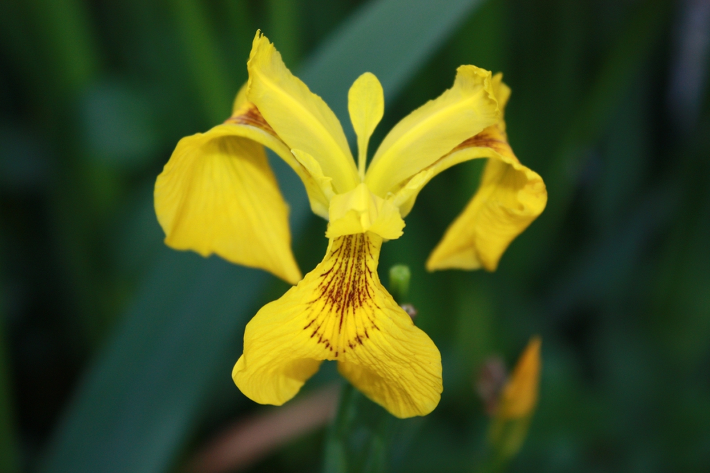 Yellow Iris flower