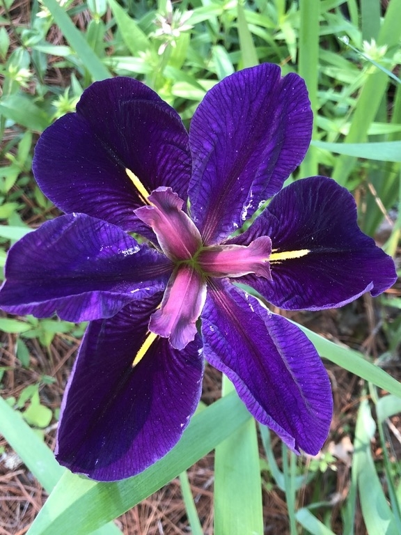This Iris has a very dark, deep purple flower with gold signal
