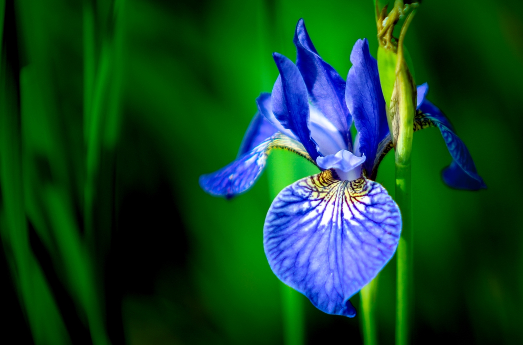 Blue iris flower