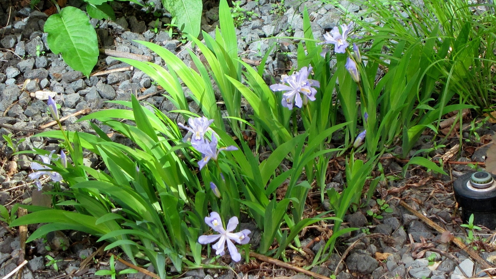 Form