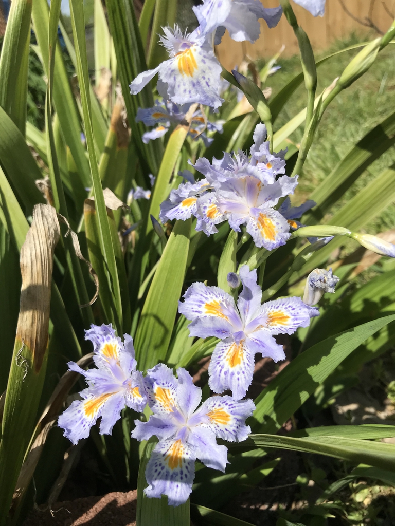 Light blue flowers with orange crests  (Cabarrus Co. NC)