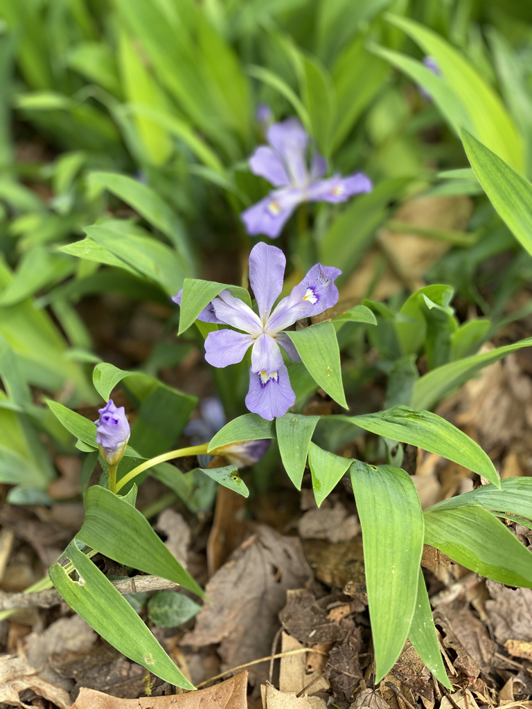 Iris cristata