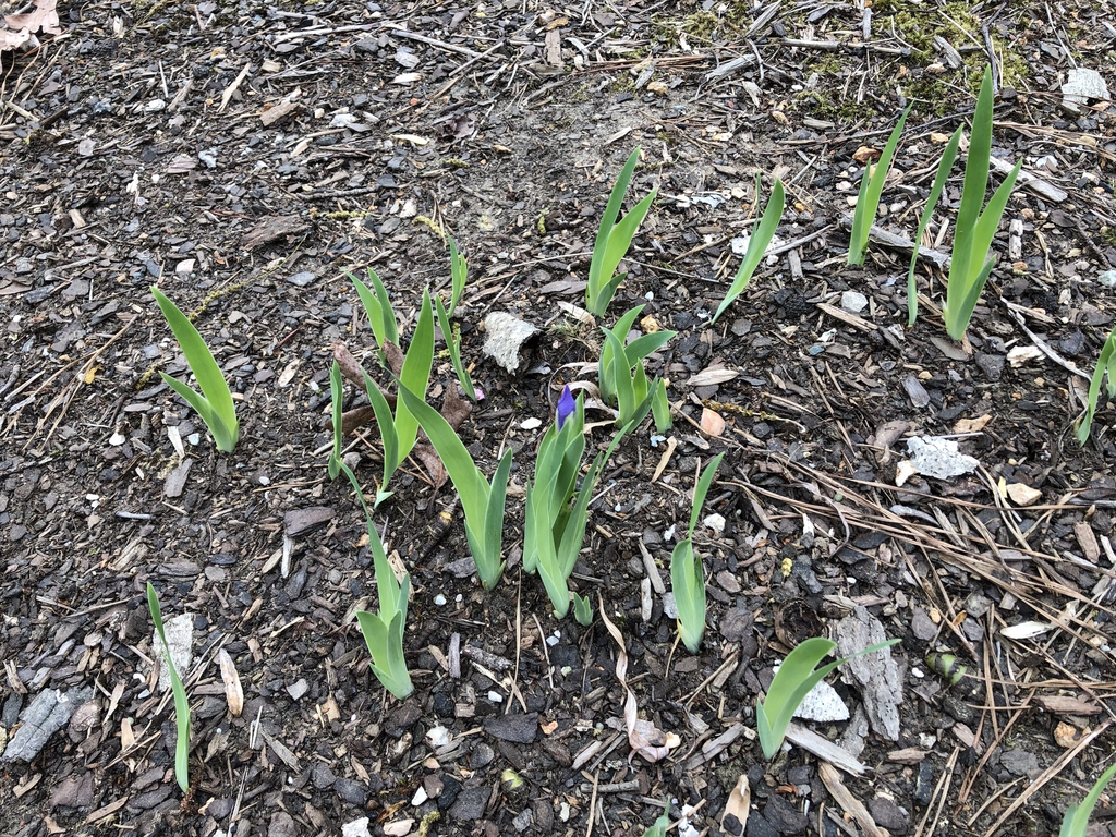 Iris cristata