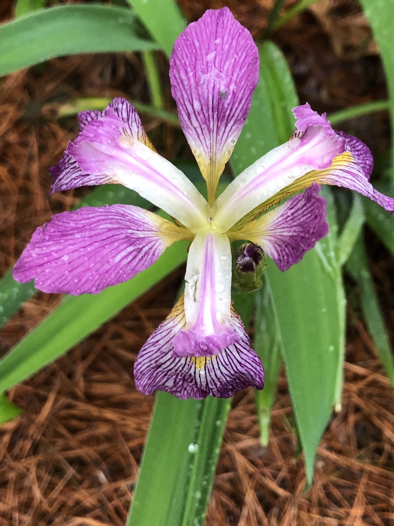 Iris cristata