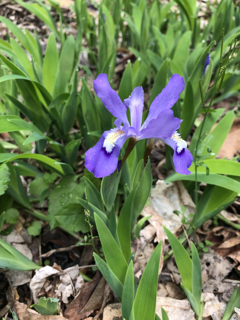 Iris cristata