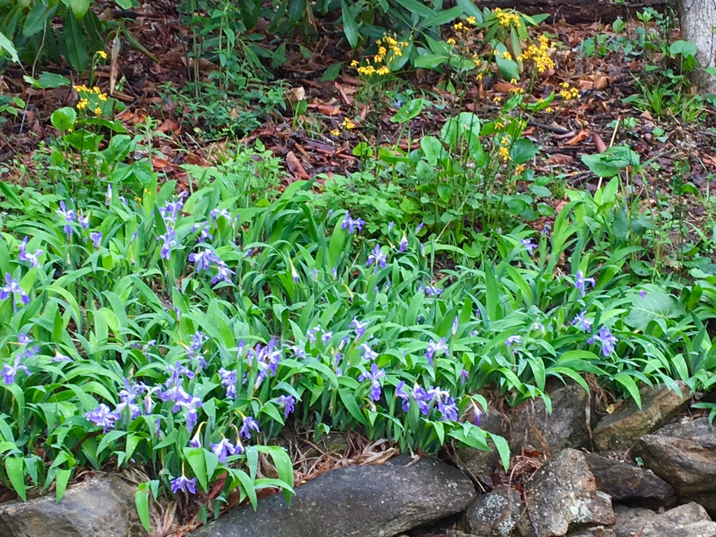 Iris cristata