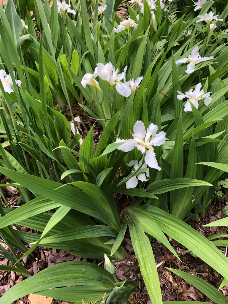 Iris cristata