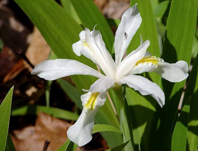 White flowers with golden crests