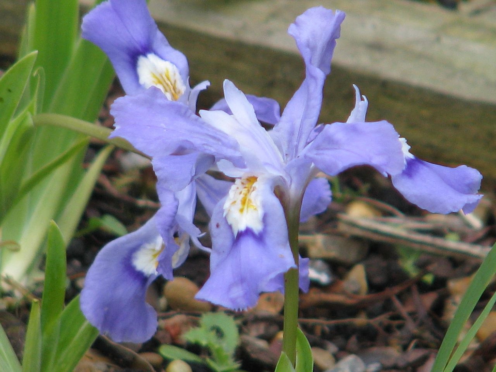 Close up of flower