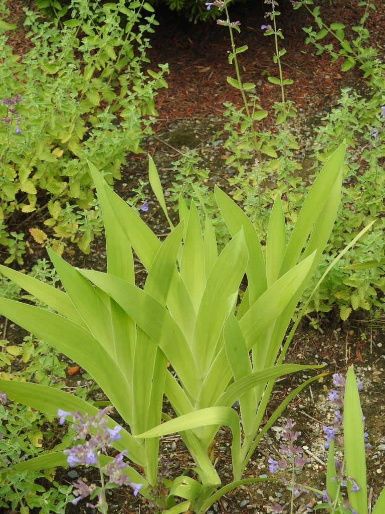 Form