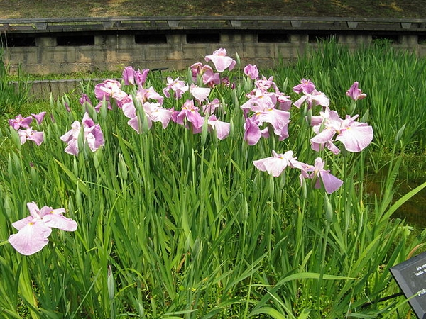 Iris ensata
