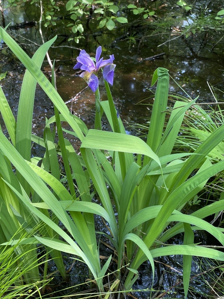 Form