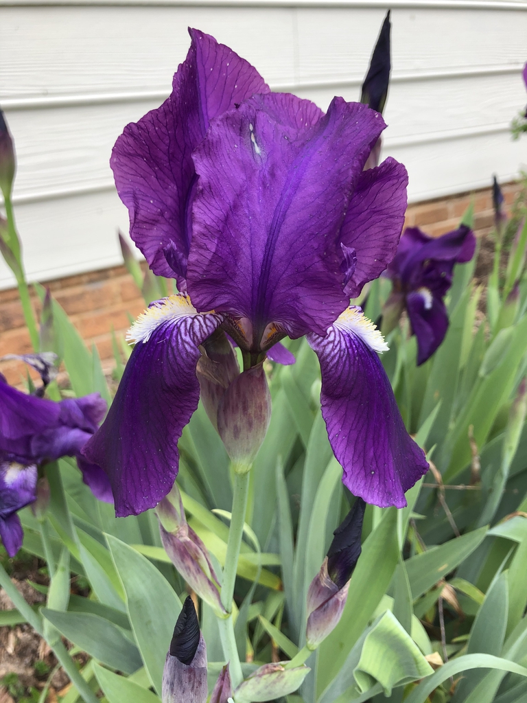 Dark purple flower.
