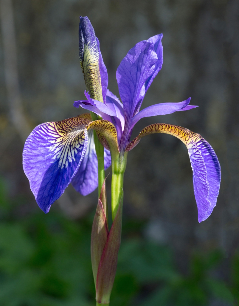 Iris sibirica flower