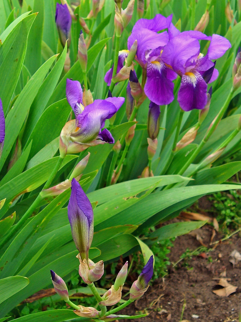 Iris germanica buds, leaves, and flowers
