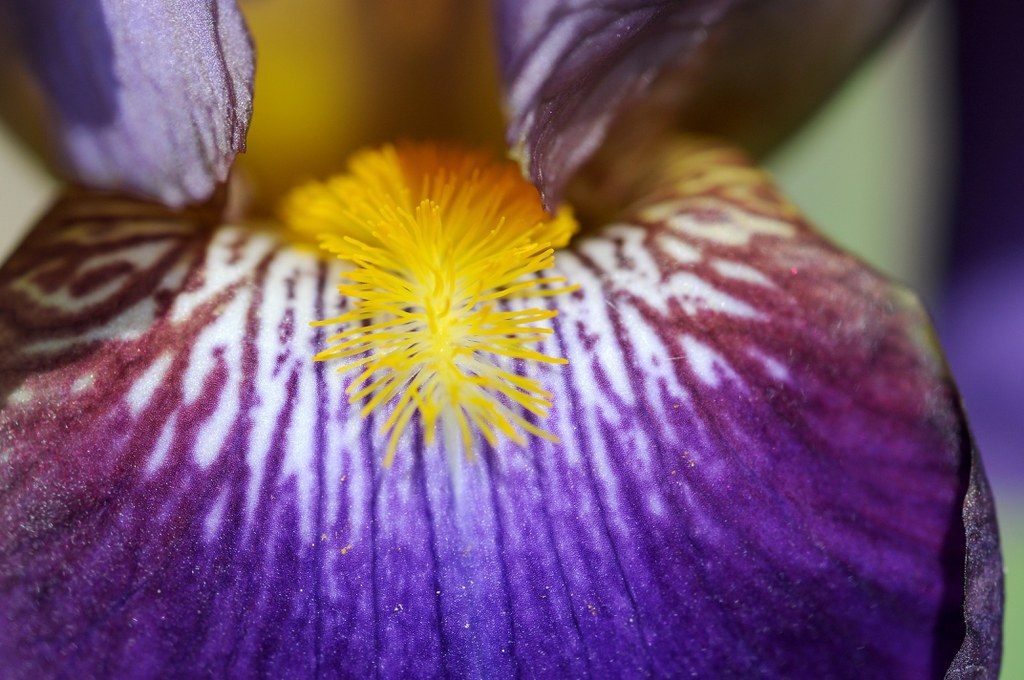 Iris germanica flower close up